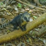 Journée internationale de la diversité biologique 2025: les banques financent «l'agression» à la biodiversité