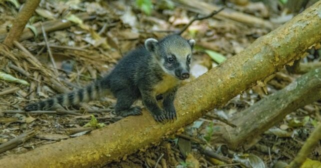 Día Internacional Diversidad Biológica 2025 bancos financian agresión biodiversidad