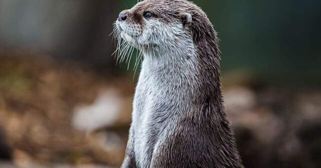 Día Mundial Nutria 2025