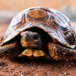 Journée mondiale de la tortue 2025