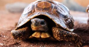 Día Mundial Tortuga 2025