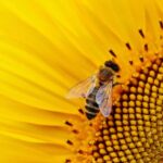 Journée mondiale des abeilles 2025: «Inspiré par la nature pour nous nourrir tous»