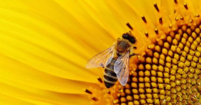 Día Mundial Abejas 2025