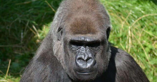 Día Mundial Especies Peligro Extinción 2025
