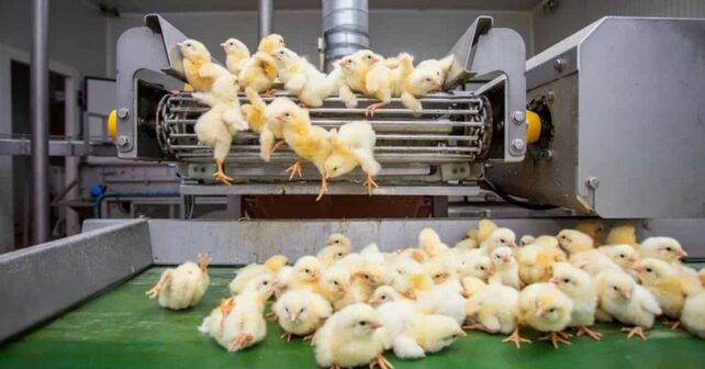 Día Mundial Pollo 2025