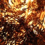 L'Espagne ralentit la déforestation, mais est exposée à des incendies de forêt dévastateurs