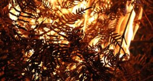 España deforestación incendios forestales devastadores