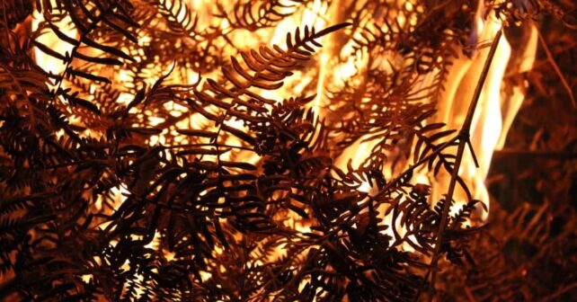 España deforestación incendios forestales devastadores