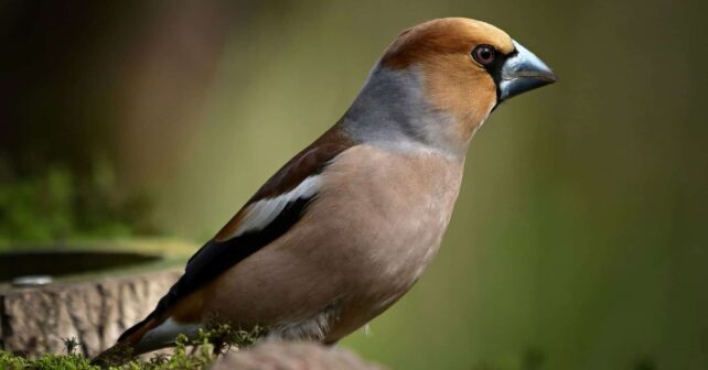 España reduce caza ilegal aves