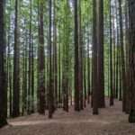 L'excès de touristes est désastreux pour les Secuoyas del Monte Cabezón (Cantabria)