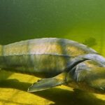 La Russie demande une plus grande protection pour l'esturgeon dans la mer Caspienne à travers un nouveau moratoire