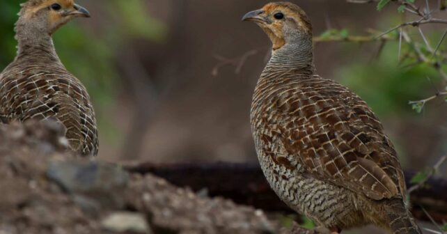 codorniz común Catálogo Español Especies Amenazadas