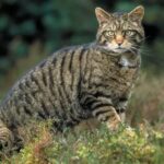 La communauté des mammifères terrestres de la Sierra del Carche, objet d'analyse pour améliorer sa conservation et sa protection