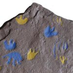 La découverte du fossile d'un reptile doute la chronologie de l'évolution animale