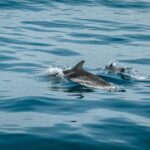 La fidélité des dauphins gris avec la zone du Garraf (Barcelone) sous-marin canons