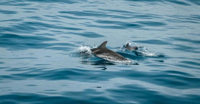 La fidelidad de los delfines grises con la zona de los cañones submarinos del Garraf (Barcelona)