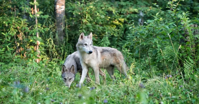 Loups gris dans une forêt luxuriante du Minnesota.
