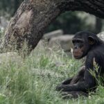 La langue «complexe» des chimpanzés