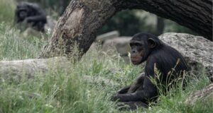 complejísimo lenguaje chimpancés