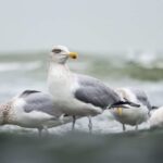 La paralysie qui affecte les oiseaux aquatiques comme la mouette pourrait être due au botulisme