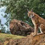 La récupération du lynx ibérien avance grâce à l'étude de sa génétique et de son histoire évolutive