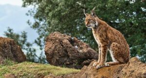 Genética lince ibérico