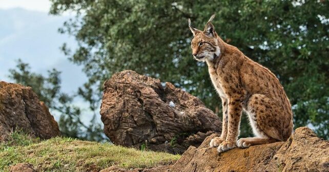 Genética lince ibérico
