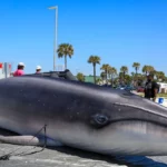 La seule baleine endémique de l'Amérique peut-elle survivre aux quatre prochaines années?