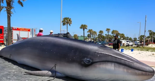 Une baleine de riz souffle au Gulf Coast Whale Festival à Pensacola Beach