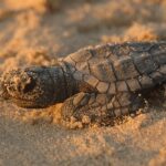 La tortue à décharge augmente en Espagne: l'augmentation est importante