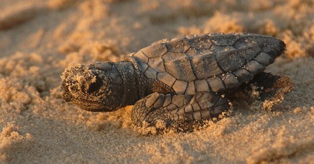 tortuga boba españa