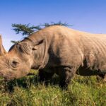 Le Kenya crée un «Meglasanta» de rhinocéros noirs, en danger d'extinction, cherchant à stimuler sa croissance démographique
