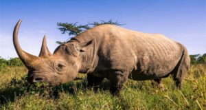 Kenia traslada una veintena de rinocerontes negros, en peligro de extinción, buscando impulsar su conservación