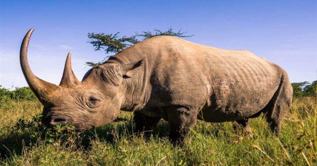 Kenia traslada una veintena de rinocerontes negros, en peligro de extinción, buscando impulsar su conservación
