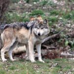 Le Médiateur, selon PACMA, devrait défendre le loup avant le Constitution