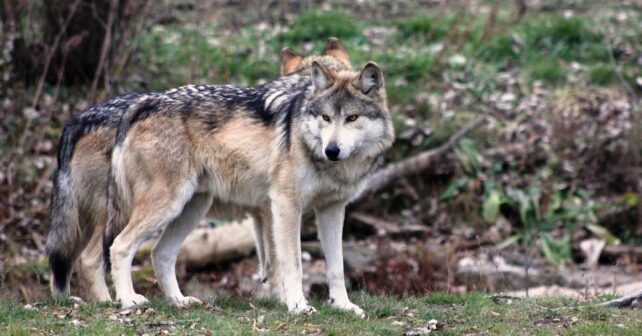 Defensor Pueblo PACMA lobo
