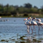 Le conseil municipal d'Almonte demande à Doñana