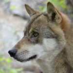 Le gouvernement «met en garde» à la CCAA des Asturies, de la Cantabrie et de la Galice contre la chasse aveugle du loup et leur rappelle qu'il ne s'agit pas d'une espèce de chasse