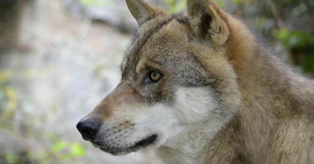 asturias cantabria galicia lobo