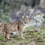 Le lynx ibérien apparaît par la surprise de chacun en Catalogne