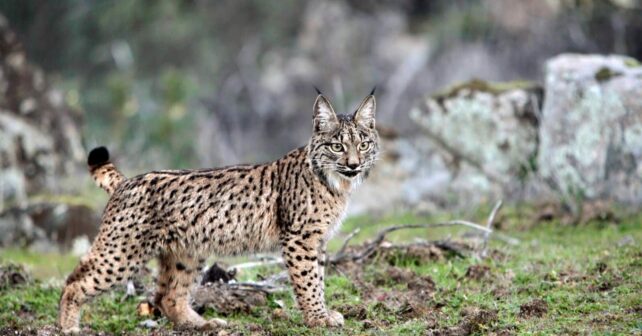 lince ibérico Cataluña