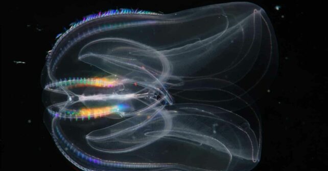 medusa peine genoma animales