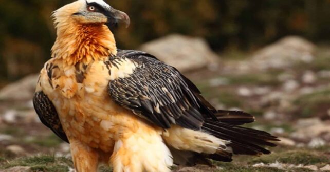 Arranca el programa de reintroducción del quebrantahuesos en Grazalema, donde desapareció a comienzos del XX