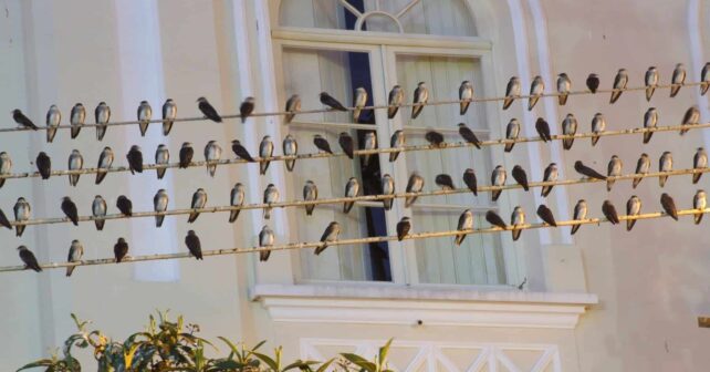 aves migratorias nidos