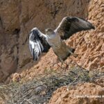 Les Eagles perdus «tolèrent» les humains
