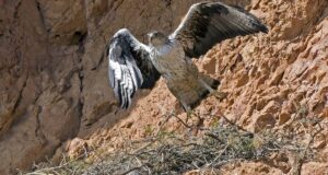águilas perdiceras toleran humanos