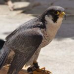 Les Pilgrim Hawks du port de Tarragone sont parents pour la troisième année consécutive, cette époque de 3 poussins