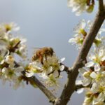 Les abeilles sauvages doivent s'adapter aux humains pour récupérer