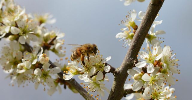 abeja silvestre humano recuperarse