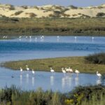 Les «appels» de l'Andalousie à la science pour la conservation de ses zones humides